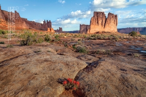 Arches National Park Wild Flowers