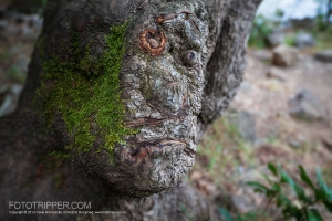 Colliery Dam Photographers Guide - Old Man Tree