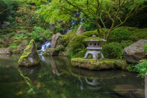 Koi Pond and Waterfall at Portland Japanese Garden