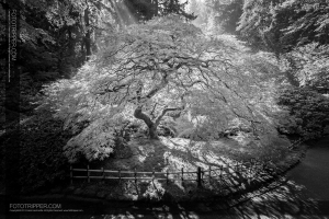 Black + White Photography - Portland Japanese Garden